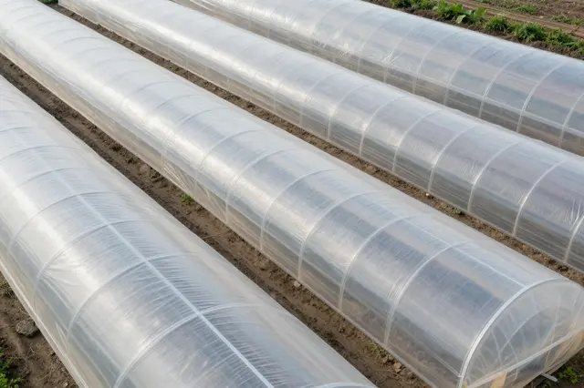 A high-angle view of parallel rows of clear plastic polytunnels stretching across tilled farm soil