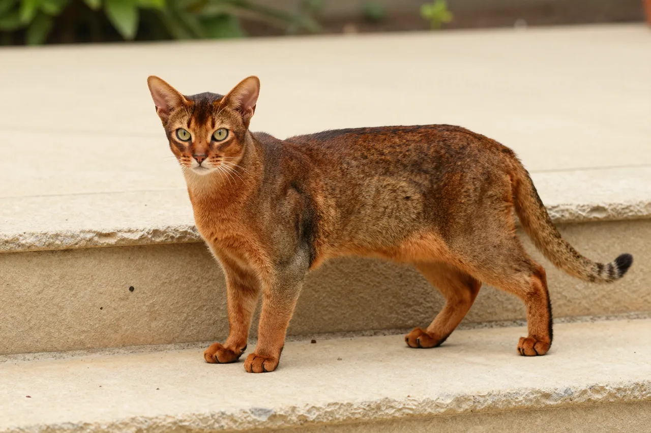 A ruddy ticked Abyssinian cat stands stretched across a light sandstone garden step looking toward the camera