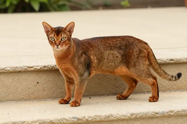 A ruddy ticked Abyssinian cat stands stretched across a light sandstone garden step looking toward the camera