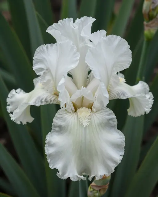 Close-up of a fully bloomed ruffled white iris against dark green foliage