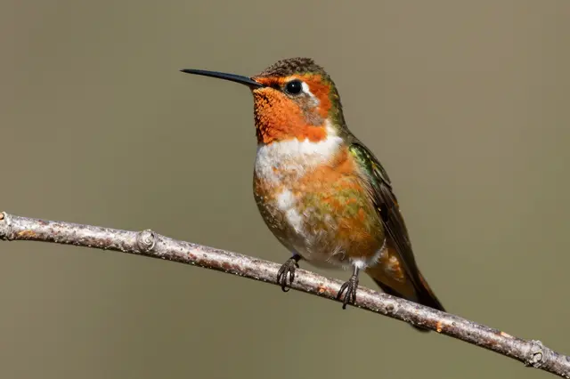 A rufous hummingbird perches upright on a thin twig against a soft blurred background in bright sunlight.