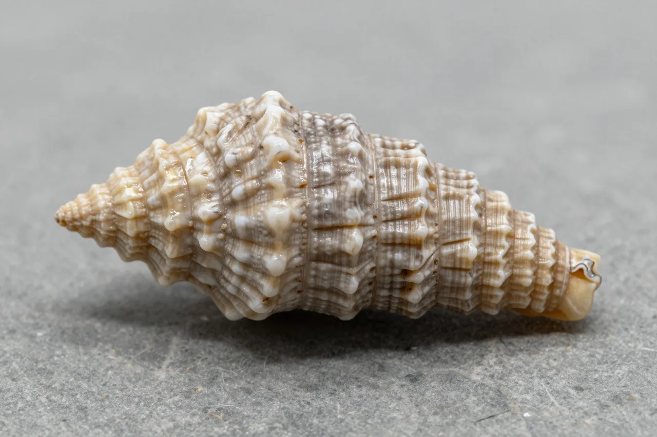 A textured conical seashell rests on a smooth gray matte stone surface