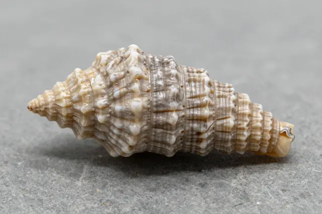 A textured conical seashell rests on a smooth gray matte stone surface