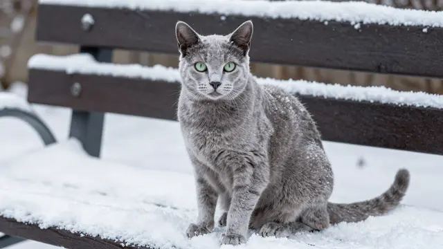 Silver Russian Blue cat with green eyes sits on snow covering a garden bench, dusted with snowflakes.