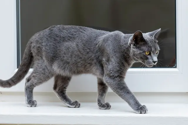 A sleek gray Russian Blue cat walks slowly along a bright white window ledge in soft daylight