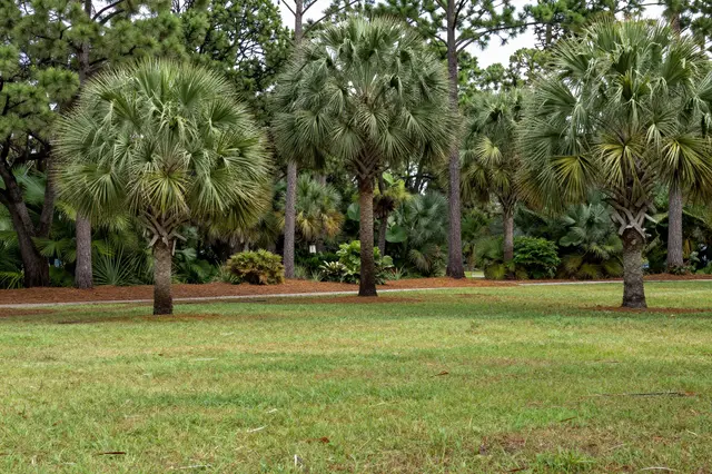 Park lawn with sabal palm trees set beneath a backdrop of tall pine trees and low shrubs.