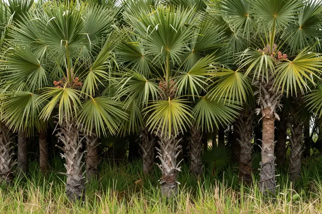 Dense cluster of sabal palm trees grows from tall green and dry grass at a wetland edge