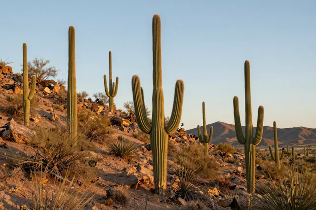 Golden sunset light falls on saguaro cacti growing on a rocky Arizona desert hillside