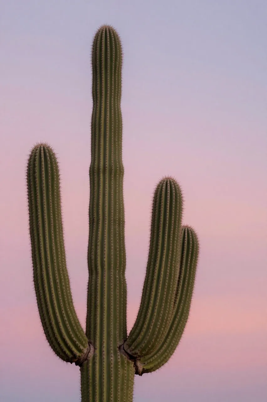 A tall saguaro cactus stands against a soft gradient pink and lavender dawn sky