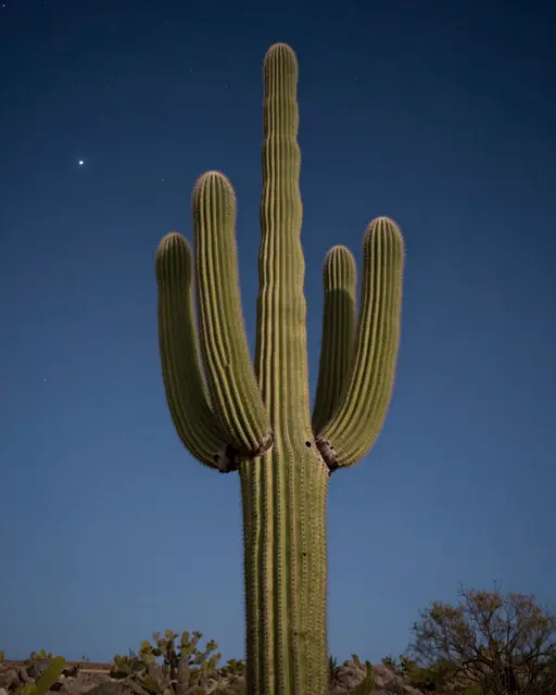A tall saguaro cactus with multiple raised arms stands beneath a dark starry desert night sky
