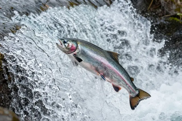 A silver salmon with pink lateral stripe mid-leap above rushing foamy waterfall water