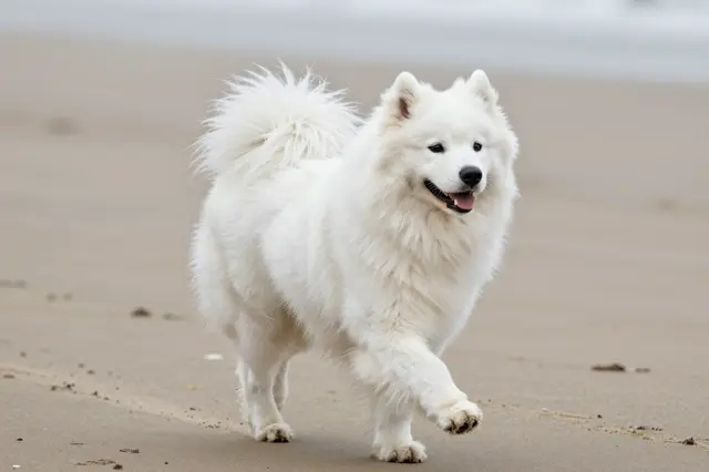 A fluffy white Samoyed with a happy expression moves along a sandy beach, fur blowing lightly in wind.