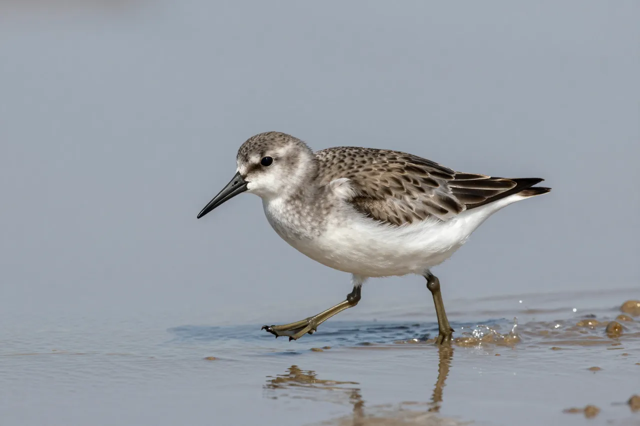 A small sandpiper lifts one leg as it walks across calm shallow beach water at the surf edge.