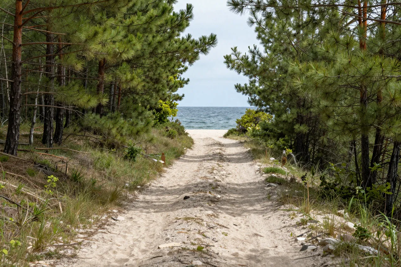 A rutted sandy path cuts through a pine forest leading to a calm ocean shoreline.