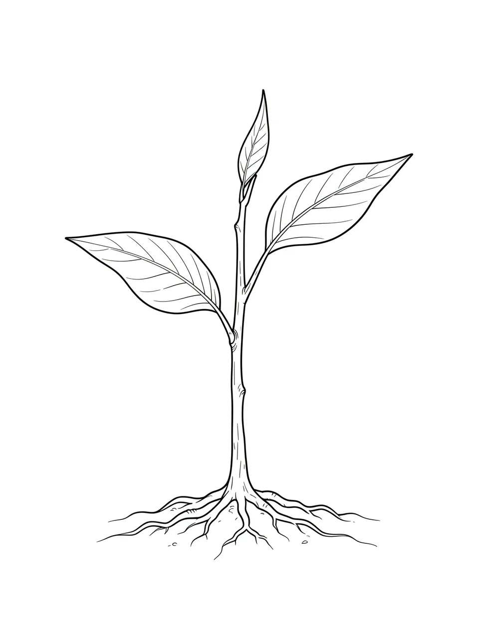 Minimal black fine line drawing of a young sapling with leaves and exposed roots on a plain white background