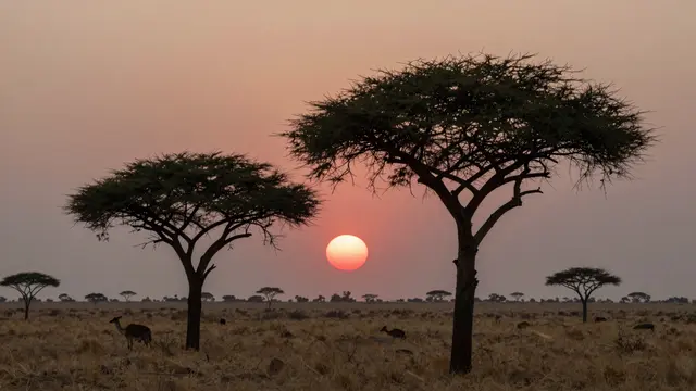 A round red sun sets between silhouetted acacia trees on a hazy African savanna plain