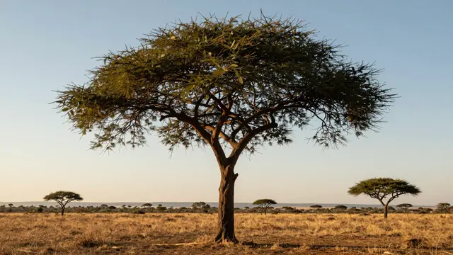 A broad acacia tree stands alone on golden Kenyan savanna at soft sunset, with distant acacias on the horizon.