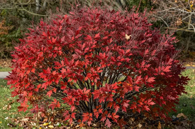 A dense rounded burning bush covered in vivid bright red autumn foliage sits in a park setting
