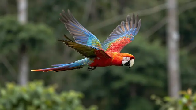 A colorful scarlet macaw flies with spread wings above a blurred rainforest background.