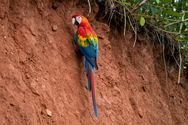 A vibrant scarlet macaw clings to a textured red clay rainforest bank with long tail feathers hanging downward.