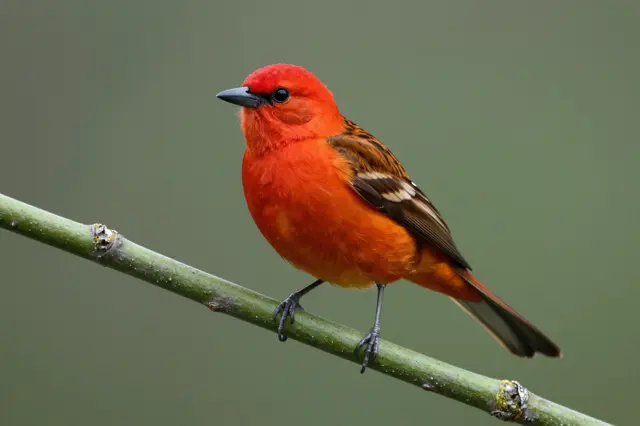 Bright red scarlet tanager rests on a smooth green branch against a soft blurred green background.