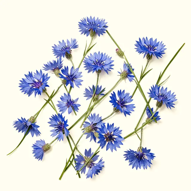 Vibrant blue cornflowers with slender green stems scattered loosely on a warm off-white background