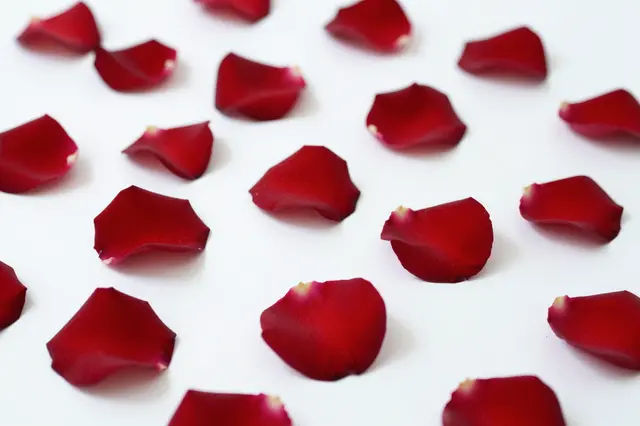 Vibrant red rose petals are scattered across a smooth white fabric surface.