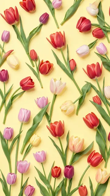 Mixed red, pink, purple and cream tulips scattered across a soft butter yellow background