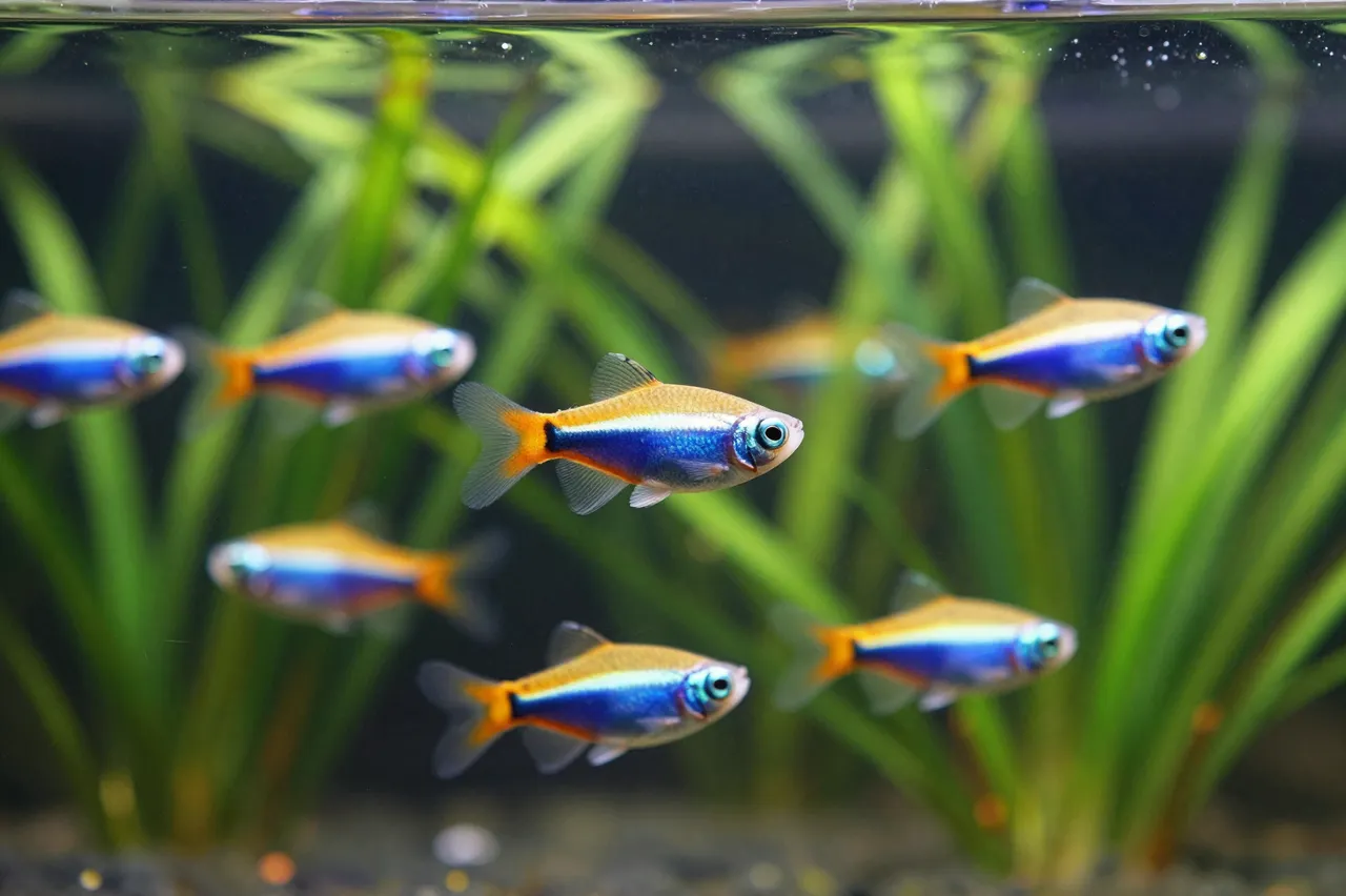 A school of neon tetra fish swims among tall green aquatic plants in a planted freshwater aquarium.