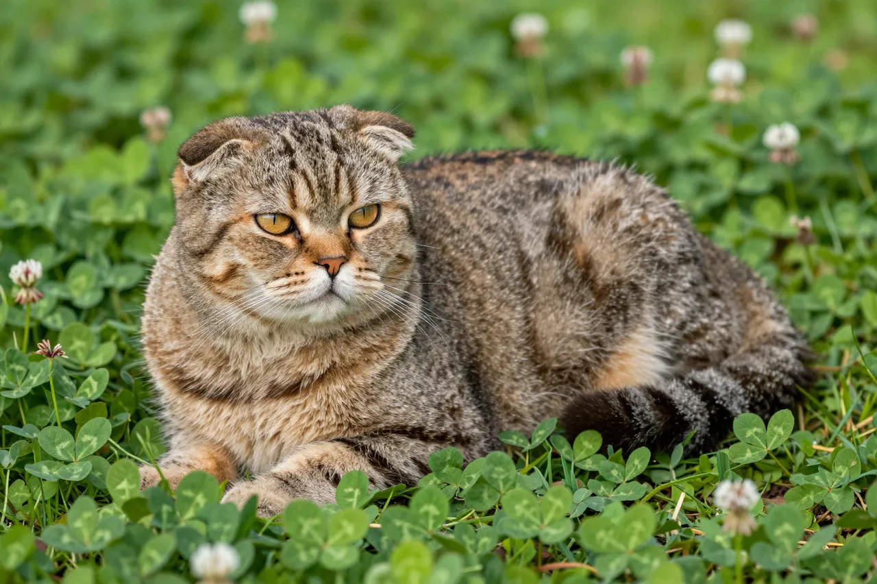 A brown tabby Scottish Fold cat with folded ears rests in a sunlit patch of garden clover.