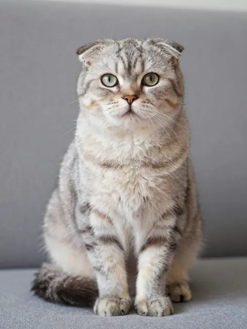 A tabby Scottish fold cat sits upright facing the camera on a gray fabric sofa.