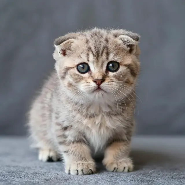 A fluffy tabby Scottish fold kitten sits facing the camera on soft gray fabric