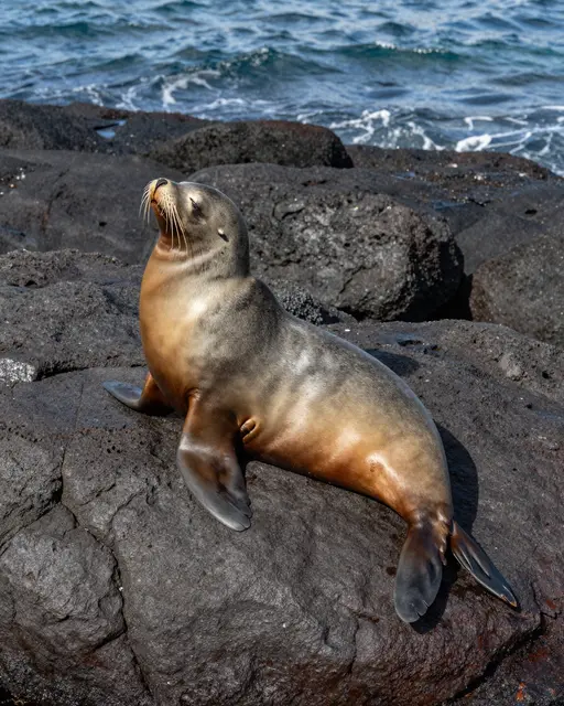 A sea lion rests on dark volcanic rocks beside rippling blue coastal ocean water in bright sunlight.
