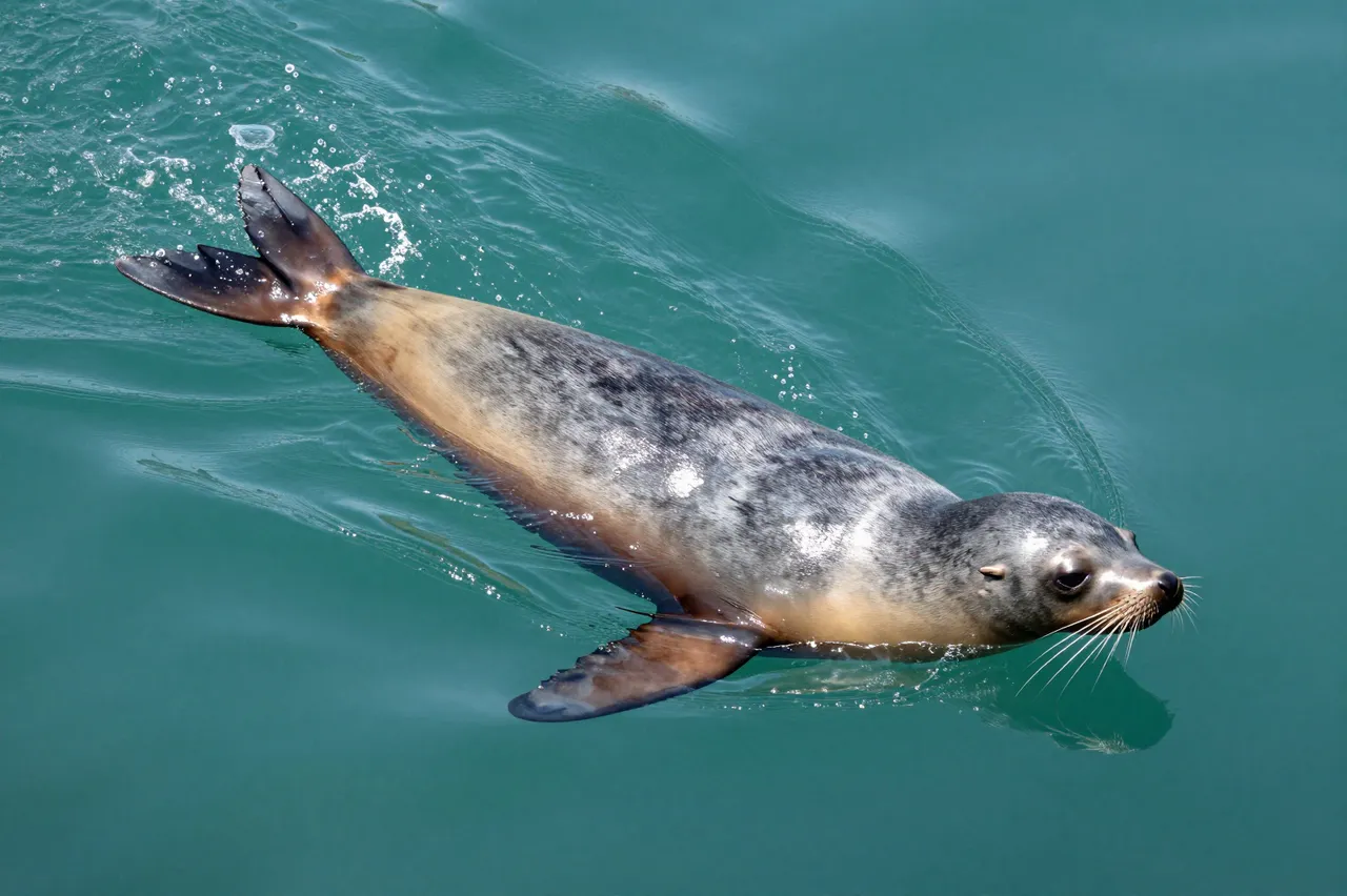 A sea lion swims at the water surface with trailing bubbles and one flipper extended outward.
