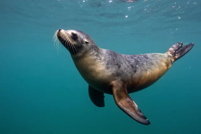 A sea lion glides through clear turquoise ocean water just below the surface.