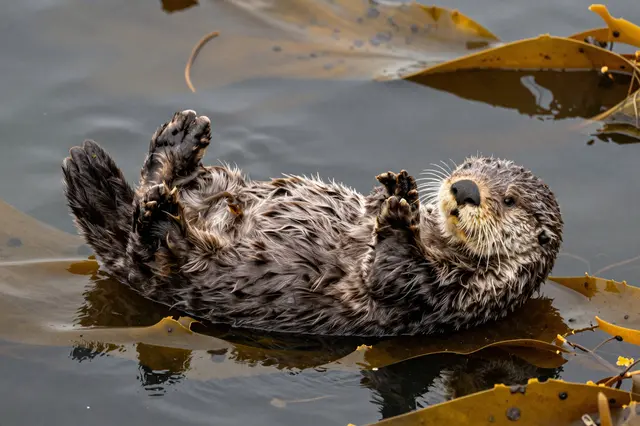 A whiskered sea otter floats on its back among kelp fronds, looking toward the camera.