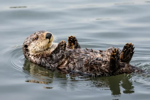 A sea otter floats relaxed on its back atop calm smooth water.