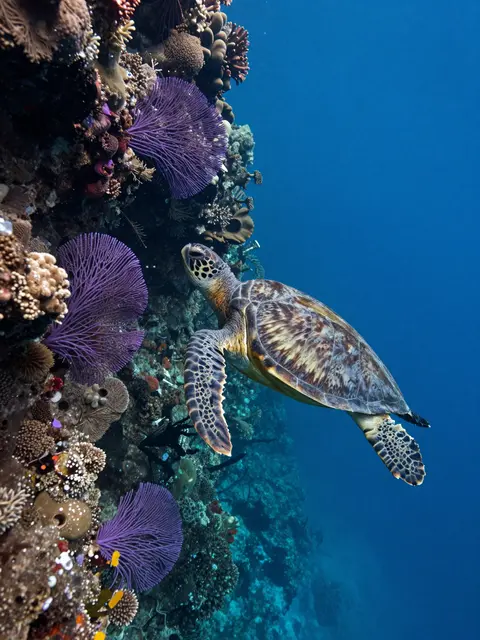 A hawksbill sea turtle swims alongside a steep coral wall with purple sea fans in deep blue ocean water.