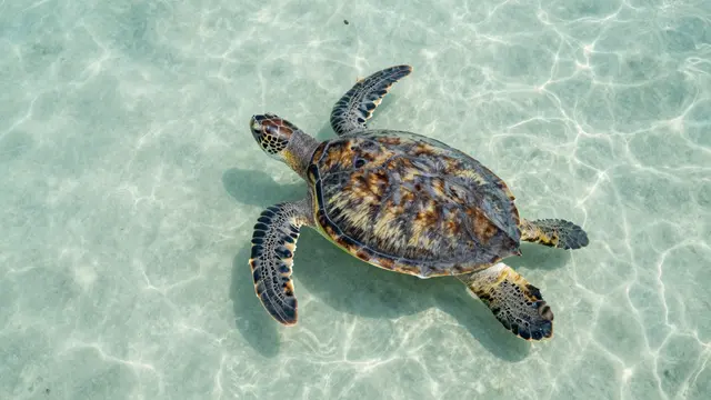 An aerial view of a sea turtle swimming slowly over pale sand in clear shallow turquoise coastal water.