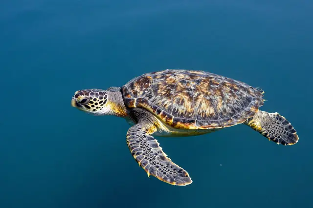 A patterned sea turtle glides horizontally through calm deep blue open ocean water.