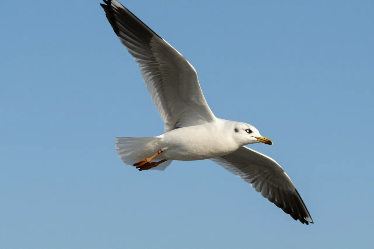 A white seagull with black wingtips glides mid-flight against a clear bright blue sky