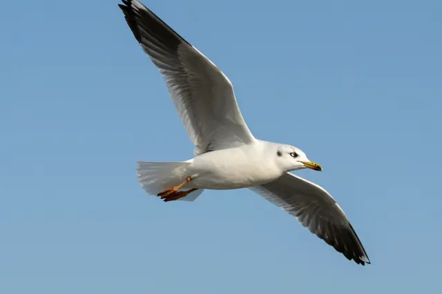 A white seagull with black wingtips glides mid-flight against a clear bright blue sky