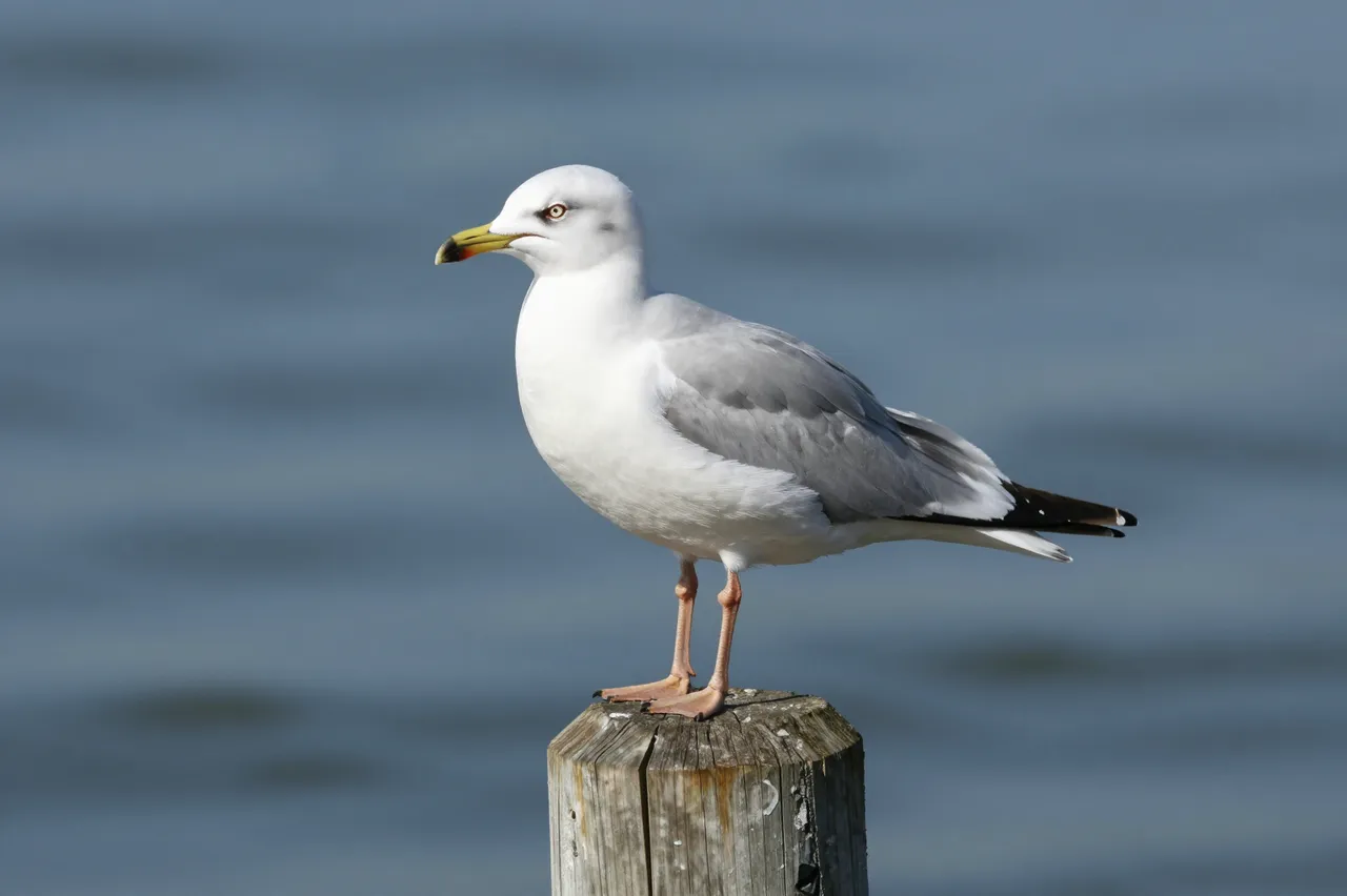 A ring-billed seagull stands perched on a weathered wooden post overlooking calm blurred water.