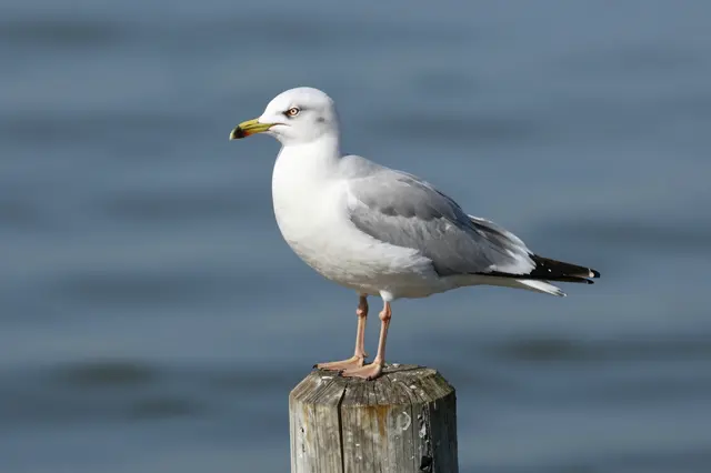 A ring-billed seagull stands perched on a weathered wooden post overlooking calm blurred water.