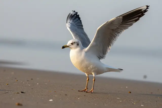 A seagull stands on a sandy beach with its wings partially spread beside calm hazy water