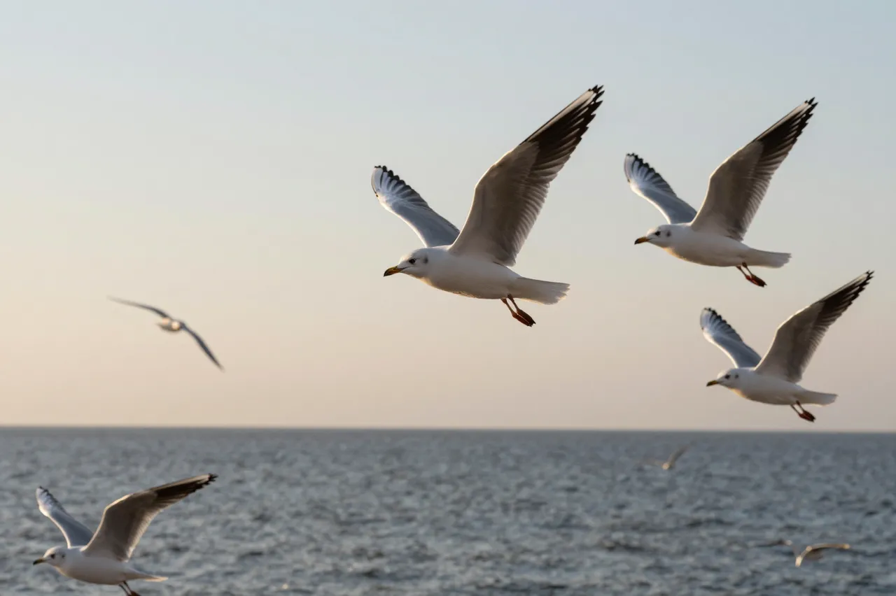 Several seagulls fly over a calm ocean beneath a soft gradient sunset sky.