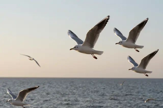 Several seagulls fly over a calm ocean beneath a soft gradient sunset sky.