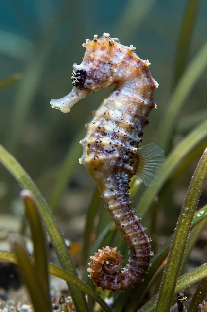 A detailed spotted seahorse with a curled tail rests among thin seagrass stalks underwater.