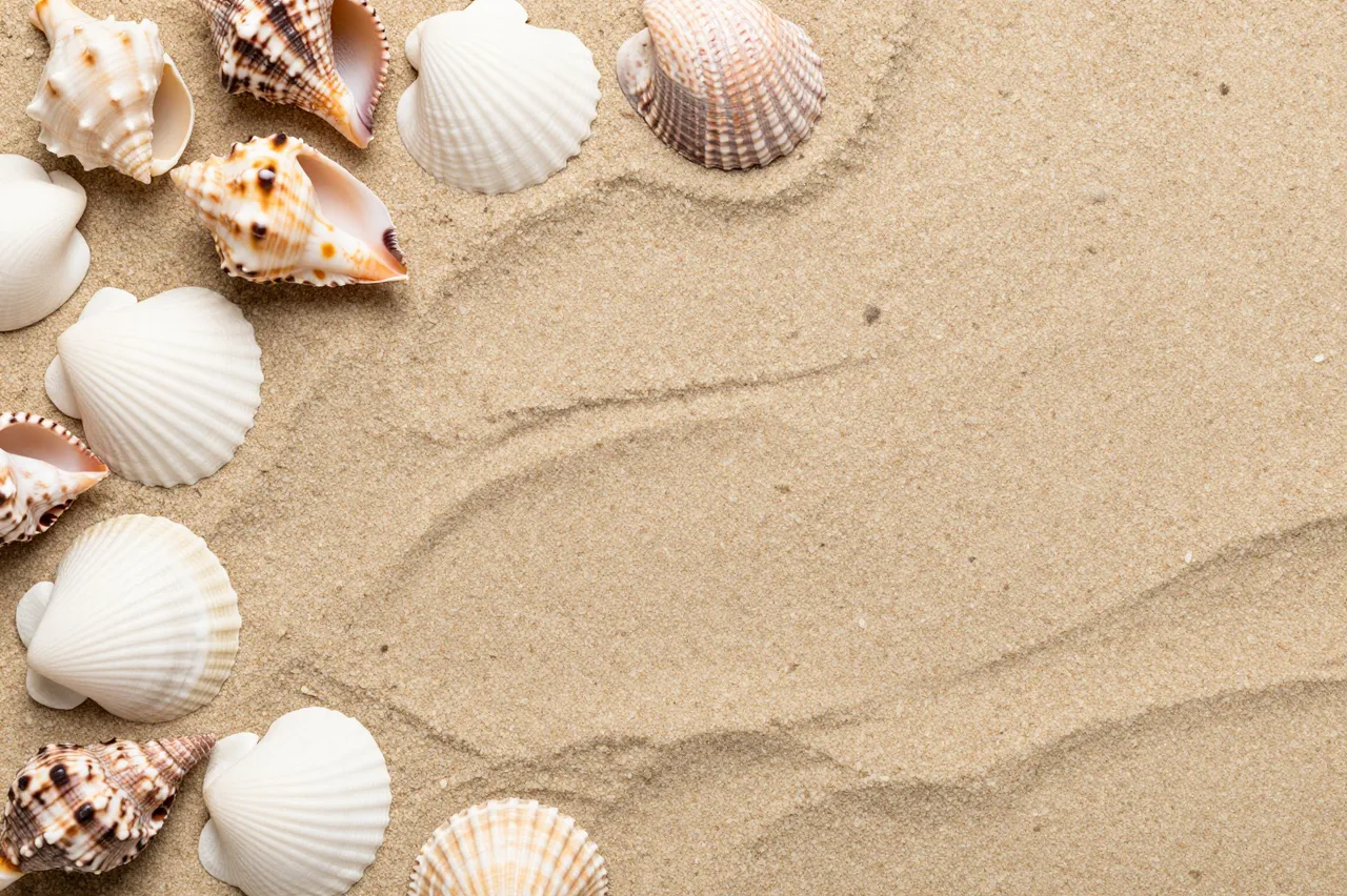 Top-down view of assorted seashells arranged as a border on light beach sand with empty copy space