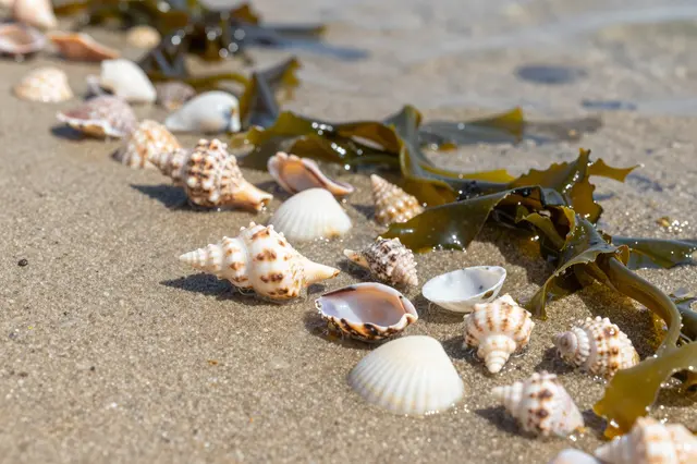 A close-up of patterned seashells and glossy seaweed arranged on wet sandy beach next to shallow shore water.